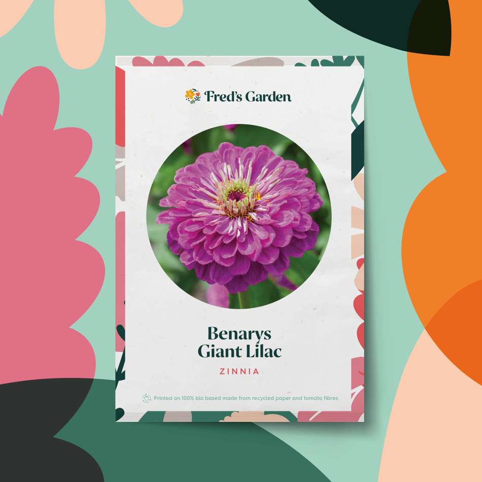 Zinnia 'Benary's Giant Lilac' (frö)